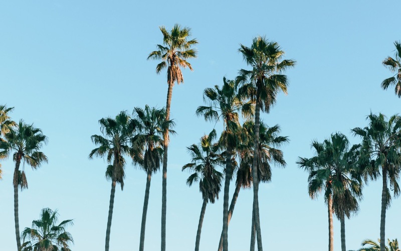 palm trees against a blue sky 