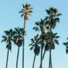 palm trees against a blue sky 